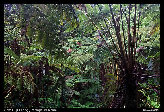 Rainforest with Hawaiian tree ferns. Hawaii Volcanoes National Park, Hawaii, USA.