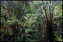 Rainforest with Hawaiian tree ferns. Hawaii Volcanoes National Park, Hawaii, USA.