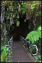 Boardwalk and entrance of Thurston lava tube. Hawaii Volcanoes National Park, Hawaii, USA. (color)