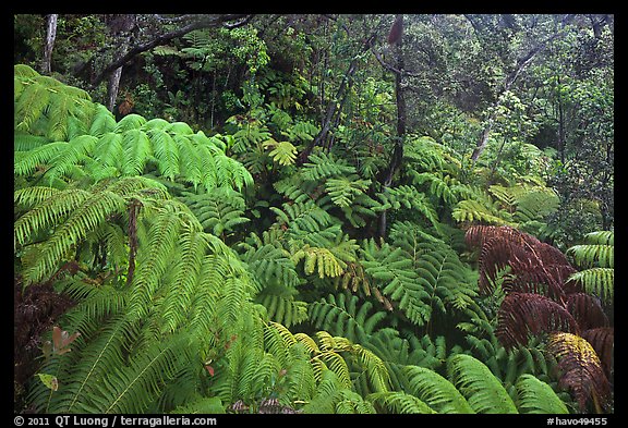 Rain forest with giant Hawaiian ferns. Hawaii Volcanoes National Park (color)