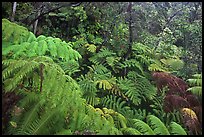 Rain forest with giant Hawaiian ferns. Hawaii Volcanoes National Park ( color)