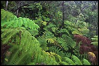 Rain forest with giant Hawaiian ferns. Hawaii Volcanoes National Park, Hawaii, USA.