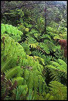 Tree fern canopy in rain forest. Hawaii Volcanoes National Park, Hawaii, USA.