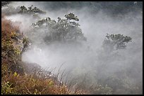 Steaming bluff and trees. Hawaii Volcanoes National Park, Hawaii, USA. (color)