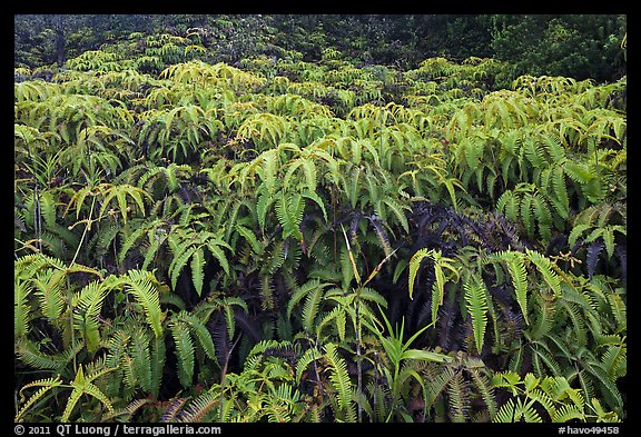 Carpet of false staghorn fern (Uluhe). Hawaii Volcanoes National Park, Hawaii, USA.