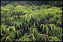 Carpet of false staghorn fern (Uluhe). Hawaii Volcanoes National Park, Hawaii, USA. (color)