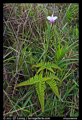 Fern and bamboo orchid (Arundina graminifolia). Hawaii Volcanoes National Park (color)