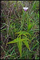 Fern and bamboo orchid (Arundina graminifolia). Hawaii Volcanoes National Park, Hawaii, USA.