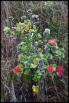 Ohia Lehua shrub and flowers. Hawaii Volcanoes National Park, Hawaii, USA.