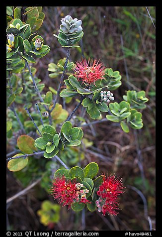 Ohia Lehua (Metrosideros polymorpha). Hawaii Volcanoes National Park, Hawaii, USA.