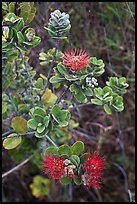 Ohia Lehua (Metrosideros polymorpha). Hawaii Volcanoes National Park, Hawaii, USA. (color)