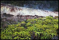 Uluhe ferns and sulphur bank. Hawaii Volcanoes National Park, Hawaii, USA.