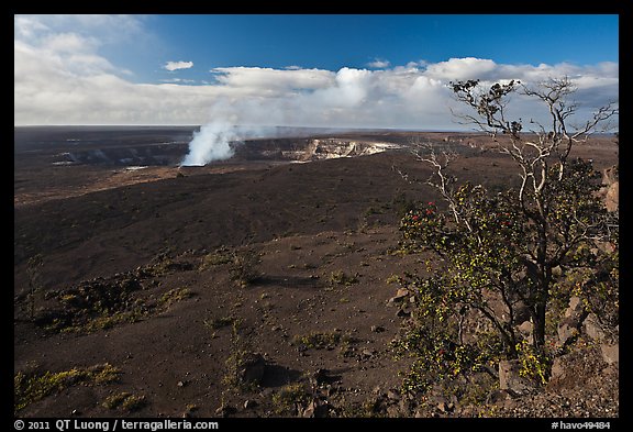 Ohia tree and Kilauea caldera. Hawaii Volcanoes National Park (color)