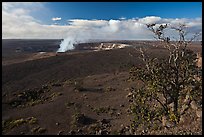 Ohia tree and Kilauea caldera. Hawaii Volcanoes National Park, Hawaii, USA. (color)