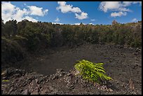 Lua Manu crater. Hawaii Volcanoes National Park, Hawaii, USA. (color)