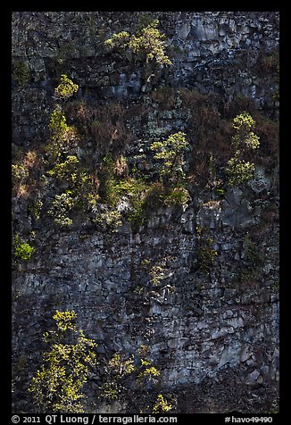 Trees growing on crater steep walls. Hawaii Volcanoes National Park, Hawaii, USA.