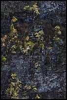 Trees growing on crater steep walls. Hawaii Volcanoes National Park, Hawaii, USA.