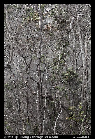 Dry forest in crater. Hawaii Volcanoes National Park, Hawaii, USA.