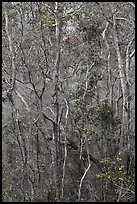 Dry forest in crater. Hawaii Volcanoes National Park, Hawaii, USA.