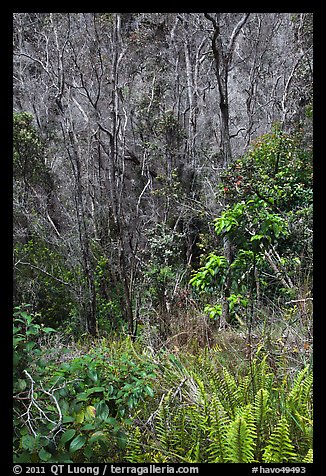 Fern and trees in Kookoolau crater. Hawaii Volcanoes National Park (color)