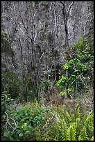 Fern and trees in Kookoolau crater. Hawaii Volcanoes National Park ( color)