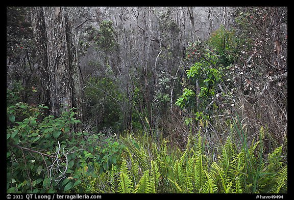 Kookoolau crater invaded by vegetation. Hawaii Volcanoes National Park, Hawaii, USA.