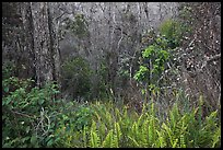 Kookoolau crater invaded by vegetation. Hawaii Volcanoes National Park, Hawaii, USA.