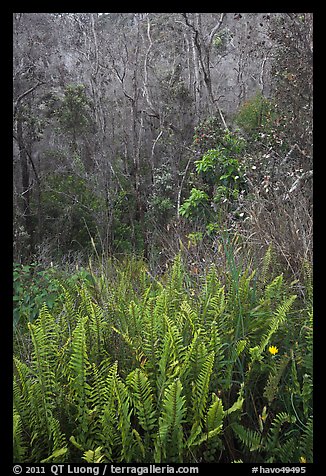Ferns and forest Kookoolau crater. Hawaii Volcanoes National Park (color)
