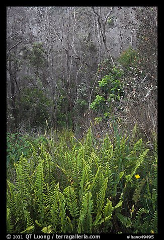 Ferns and forest Kookoolau crater. Hawaii Volcanoes National Park, Hawaii, USA.