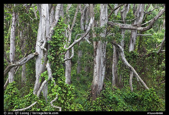 Cool forest near Kipuka Puaulu. Hawaii Volcanoes National Park (color)