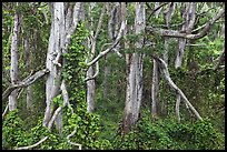 Cool forest near Kipuka Puaulu. Hawaii Volcanoes National Park, Hawaii, USA.