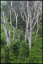 Tall native forest near Kipuka Ki. Hawaii Volcanoes National Park ( color)
