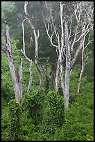 Tall native forest near Kipuka Ki. Hawaii Volcanoes National Park, Hawaii, USA.