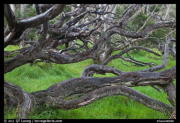 Forest of koa trees. Hawaii Volcanoes National Park, Hawaii, USA.