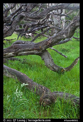 Koa trees. Hawaii Volcanoes National Park, Hawaii, USA.