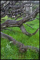 Koa trees. Hawaii Volcanoes National Park ( color)