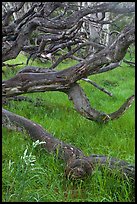 Koa trees. Hawaii Volcanoes National Park, Hawaii, USA.