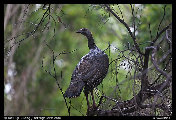 Big bird. Hawaii Volcanoes National Park, Hawaii, USA.