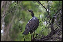 Big bird. Hawaii Volcanoes National Park, Hawaii, USA.