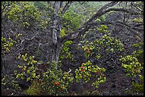 Ohia tree and lava flow. Hawaii Volcanoes National Park, Hawaii, USA.