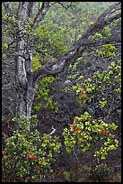 Ohia flowers and tree. Hawaii Volcanoes National Park, Hawaii, USA. (color)