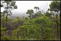 View over forest from Mauna Loa Lookout. Hawaii Volcanoes National Park, Hawaii, USA.