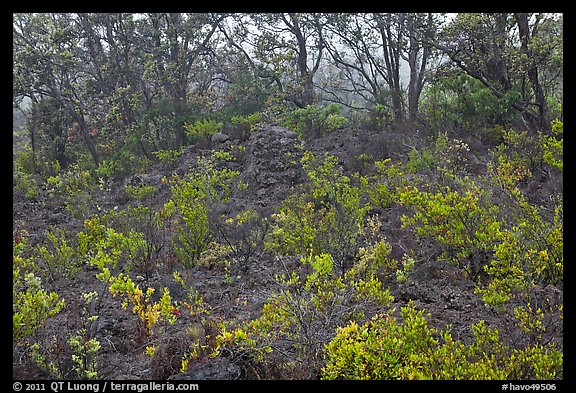 Shrub and trees growing over aa lava. Hawaii Volcanoes National Park, Hawaii, USA.