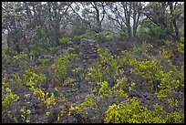 Shrub and trees growing over aa lava. Hawaii Volcanoes National Park, Hawaii, USA.