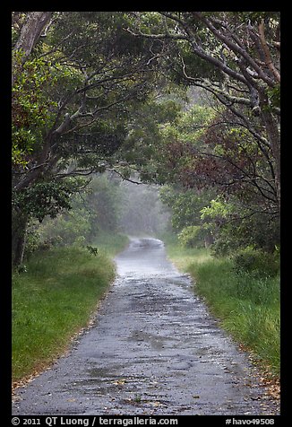 One-lane section of Mauna Loa Road. Hawaii Volcanoes National Park (color)