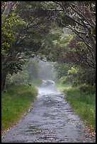 One-lane section of Mauna Loa Road. Hawaii Volcanoes National Park, Hawaii, USA. (color)