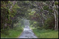 Mauna Load Road. Hawaii Volcanoes National Park, Hawaii, USA. (color)