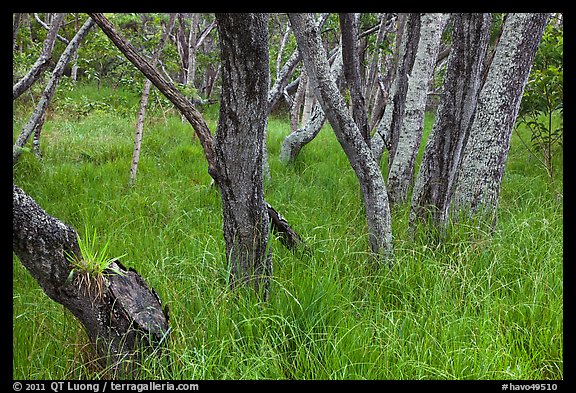 Dryland forest and grasses. Hawaii Volcanoes National Park, Hawaii, USA.