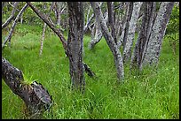 Dryland forest and grasses. Hawaii Volcanoes National Park ( color)