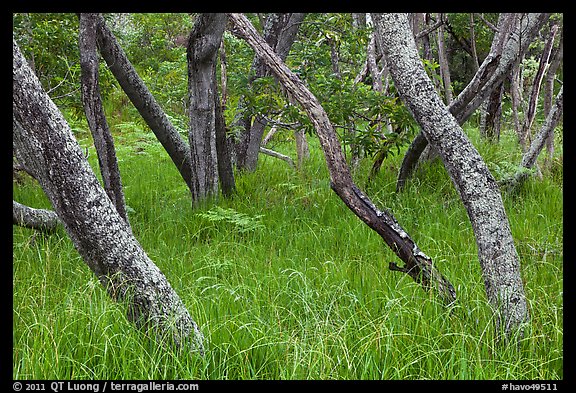 Dryland forest along Mauna Load Road. Hawaii Volcanoes National Park (color)